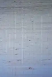 What the Green Movement Got Wrong (2010)